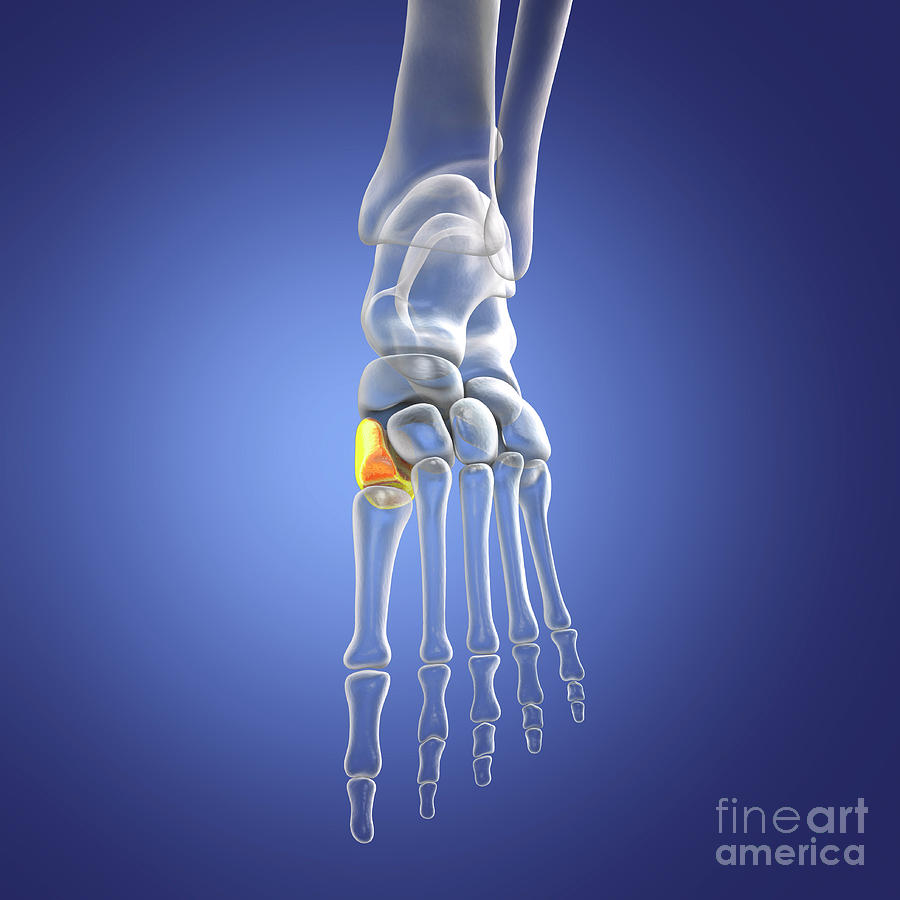 Medial Cuneiform Bone Photograph by Kateryna Kon/science Photo Library ...