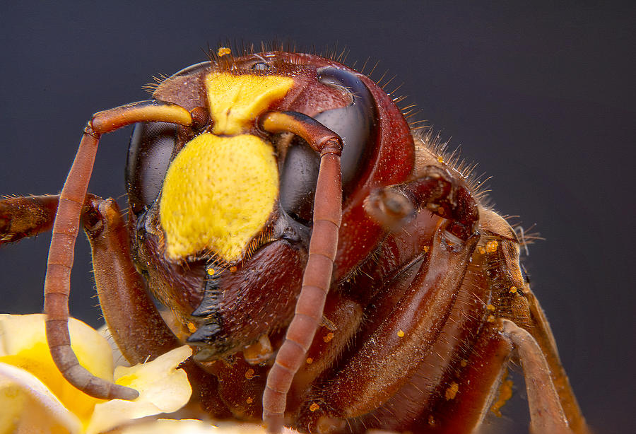 Nature Photograph - Median Wasp by Mustafa ztrk