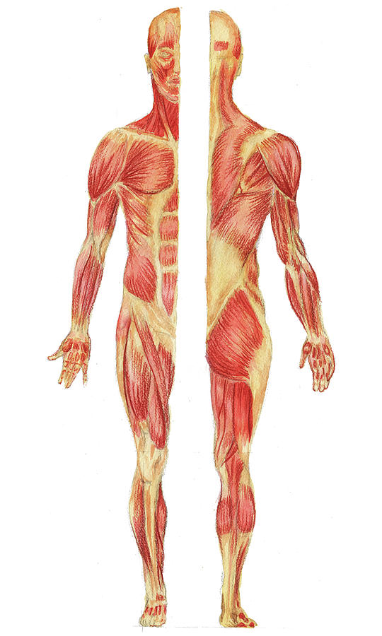 Medical Anatomy Body Muscles Study Posterior Anterior in Watercolor Painting by Irina Sztukowski