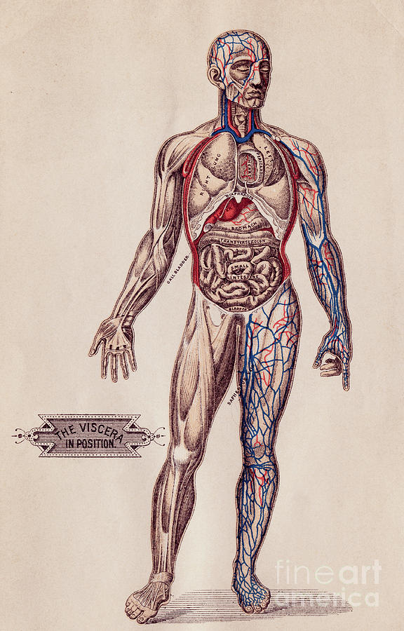 Medical Diagram Of A Mans Body Photograph by Bettmann