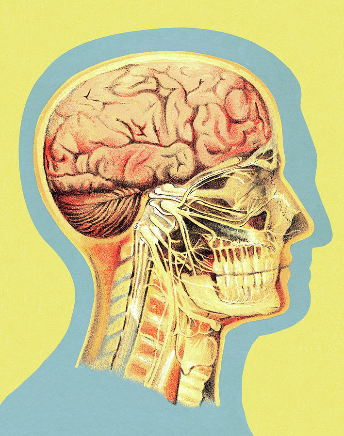 Vintage Drawing - Medical Illustration of Head by CSA Images