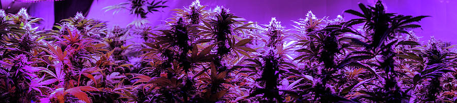 Nature Photograph - Medical Marijuana Panorama With Flowering Buds. by Cavan Images
