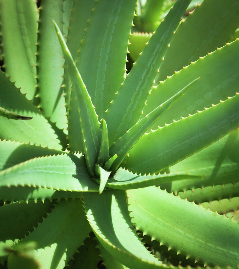 Medicinal Herbal Aloe Vera Plant Photograph by Yinyang