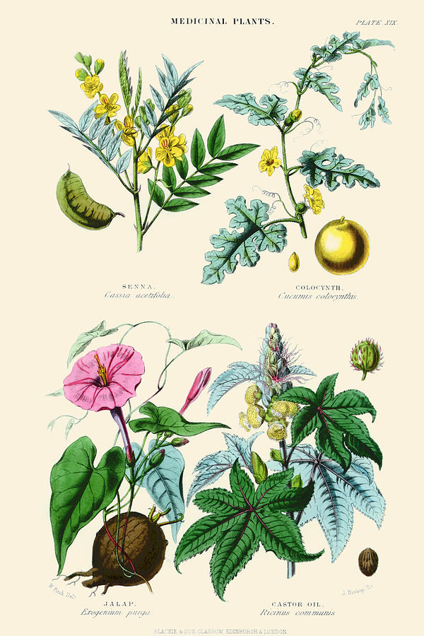 Medicinal Plants. Senna, Colocynth, Jalap, Castor Oil Painting by ...