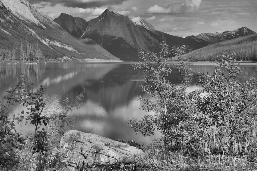 Medicine Lake Reflections Through The Aspens Black And White Photograph by Adam Jewell