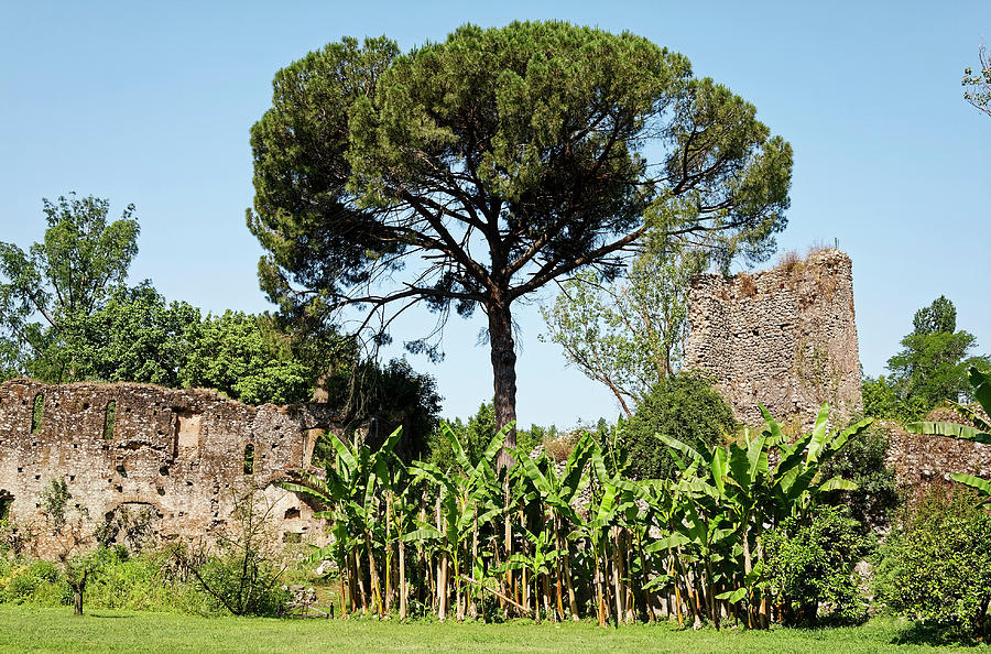 Medieval Ruins and Vegetation Photograph by Sally Weigand