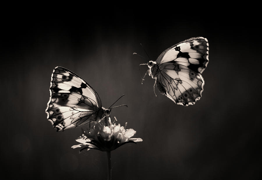 Butterfly Photograph - Medioluto Norteaa by Jimmy Hoffman