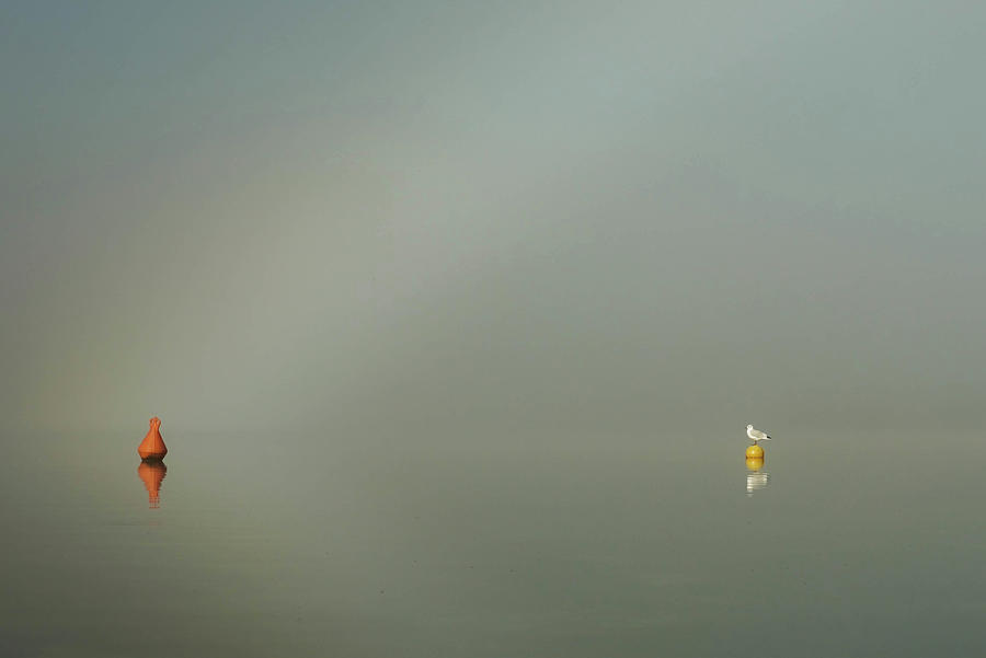 Meditation In Lake Photograph by Michael Fellner