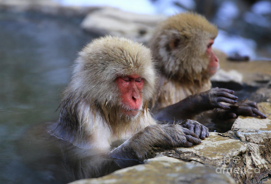 Meditation - Japanese Snow-Monkey - Nihonzaru in Hot spring by PTW  Edutainment