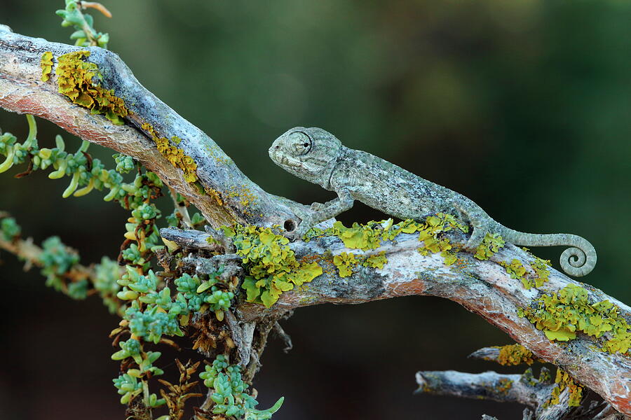 Mediterranean Chameleon Juvenile, Valdelagrana, Southern Photograph by Andres M. Dominguez / Naturepl.com Mediterranean Chameleon Juvenile, Valdelagrana, Southern Photograph by Andres M. Dominguez / Naturepl.com