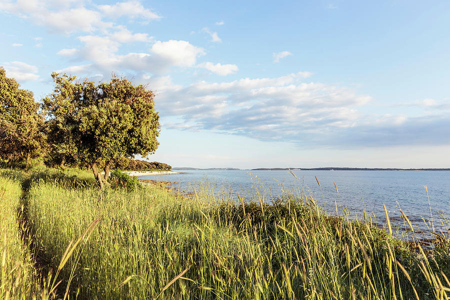 Mediterranean Coastal Vegatation, Peroj, Istria, Croatia Photograph by ...