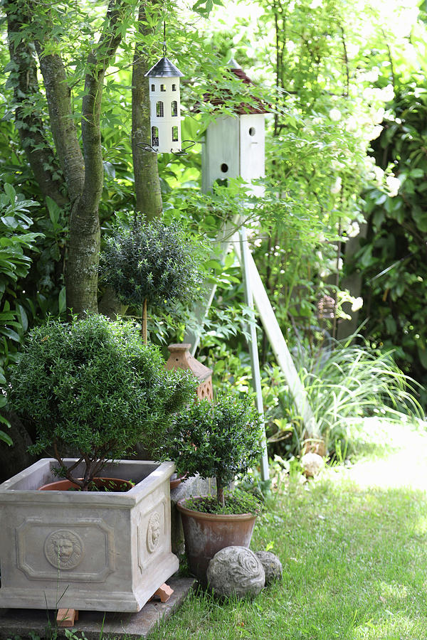 Mediterranean Garden With Myrtle Trees And Bird House Photograph by Sonja Zelano