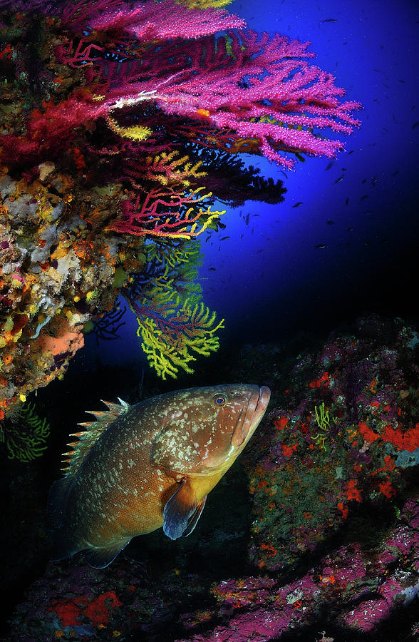 Mediterranean Grouper Photograph by Manex Catalapiedra