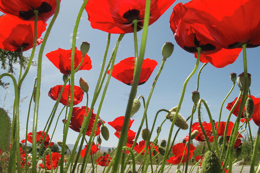 Mediterranean Poppies Growing On Roadside, Macedonia Photograph by Wild ...