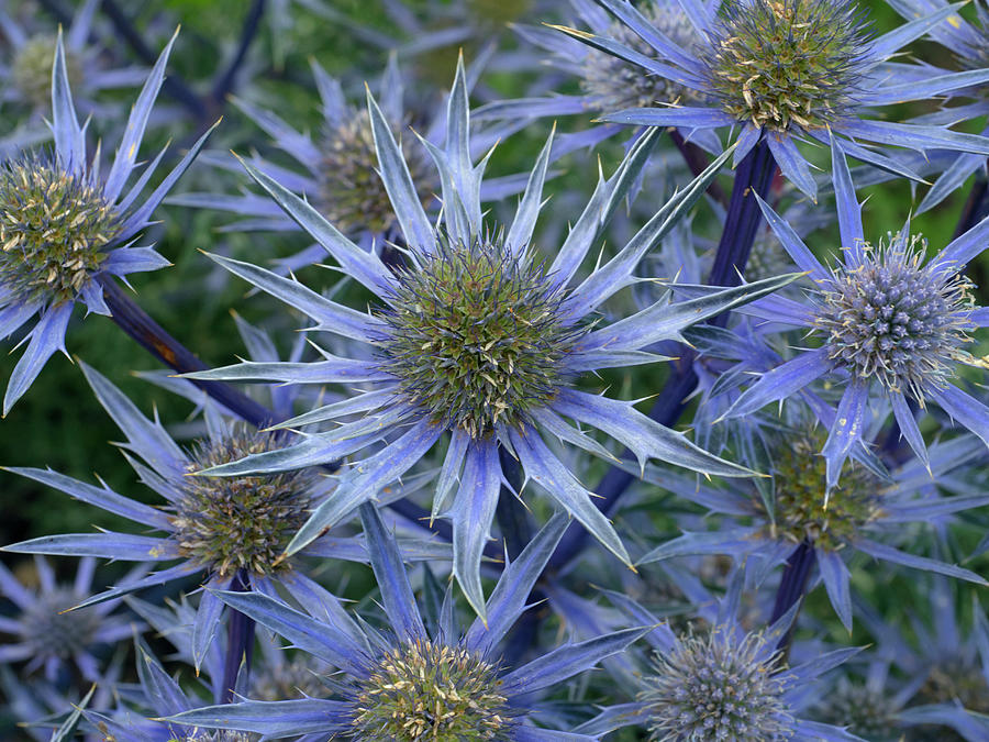 Mediterranean Sea Holly Flowers In Garden Border, England Photograph by ...