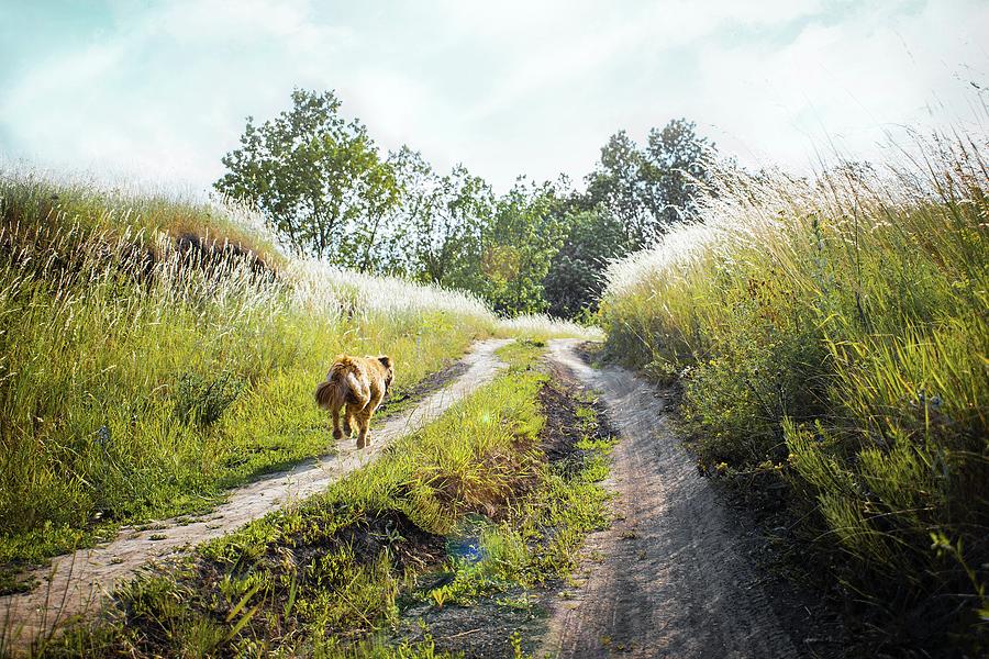 Winter Photograph - Medium-coated Tan Dog Running On Dirt Road Between Green Grass Near Trees by Cavan Images