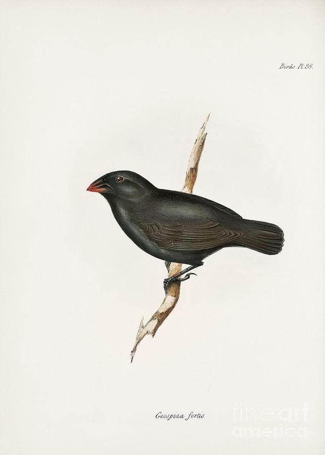 Medium Ground Finch Photograph by Library Of Congress, Rare Book And Special Collections Division/science Photo Library