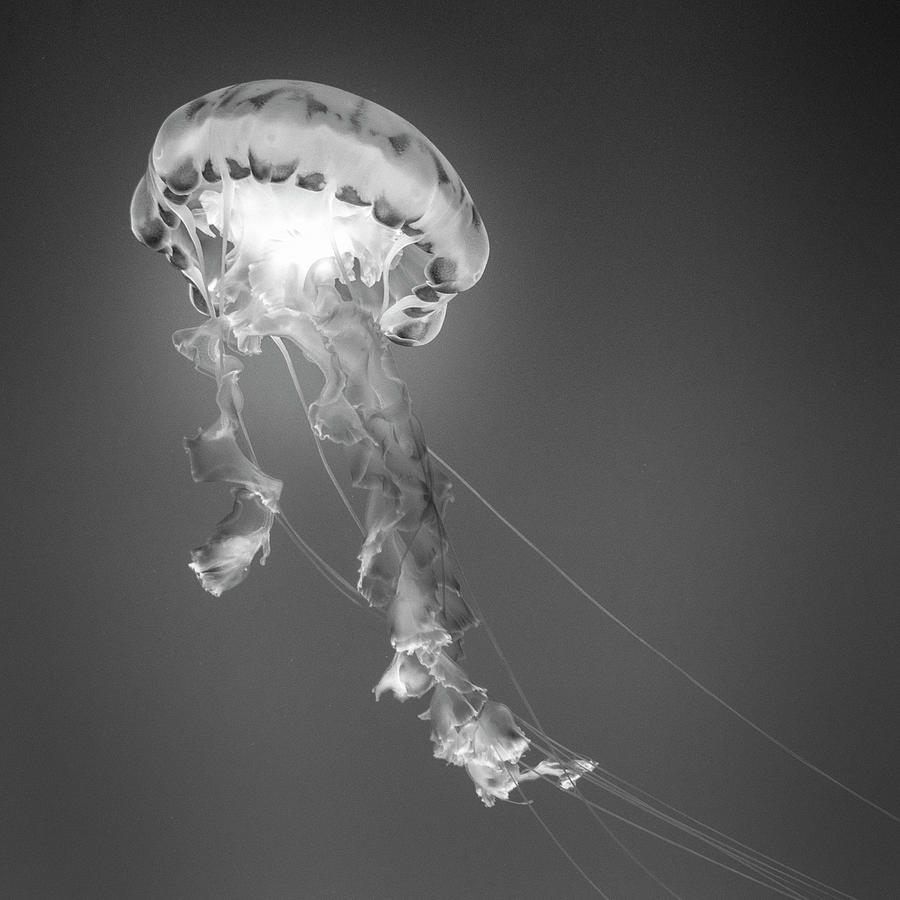 Animal Photograph - Medusa 1 by Moises Levy