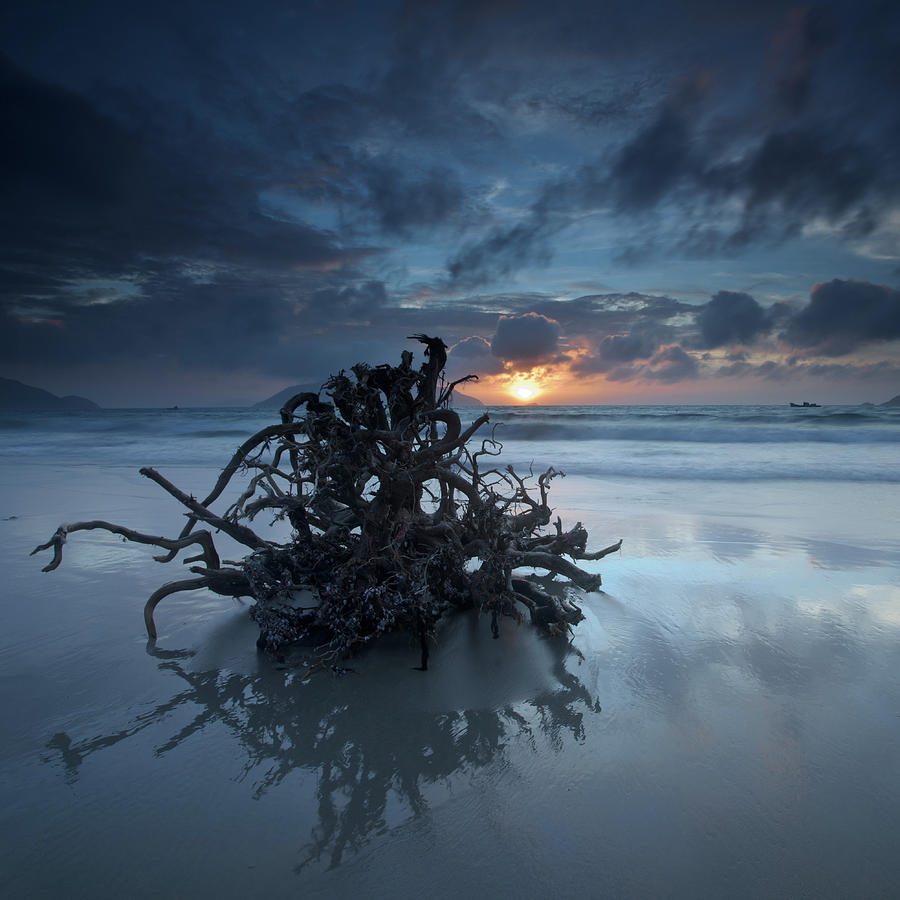Medusa Driftwood At Sunrise In Con Dao Photograph by Andreluu