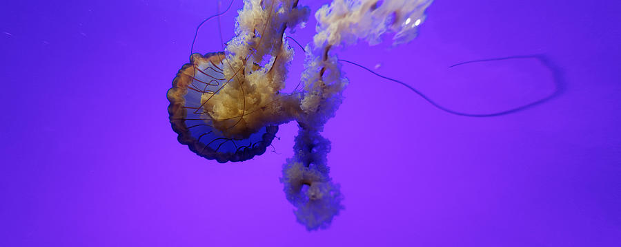 Medusa -- at the California Academy of Sciences Steinhart Aquarium Photograph by Darin Volpe