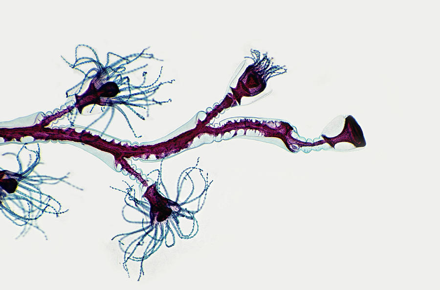 Medusae - Obelia. Colonial Hydrozoan Photograph by Ed Reschke