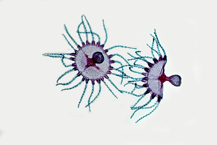 Medusae - Obelia. Manubrium, Tentacles Photograph by Ed Reschke