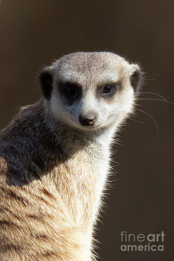 Meerkat Photograph - Meerkat by Shawn Jeffries