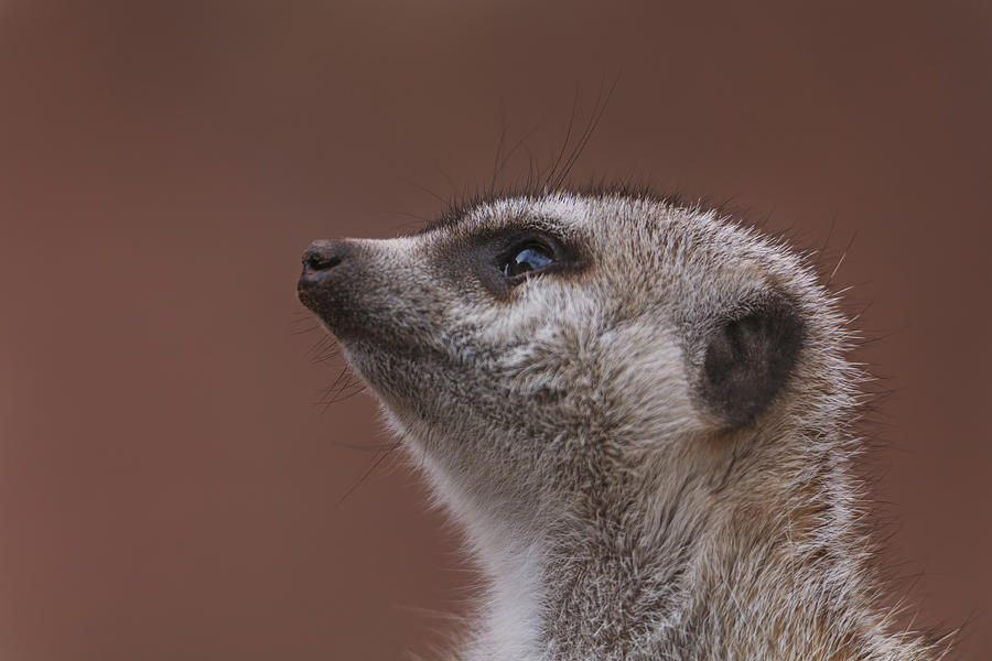 Meerkat  Photograph by Brian Cross