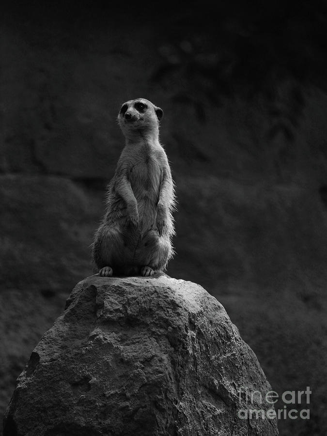 Meerkat BW Photograph by Eddie Barron