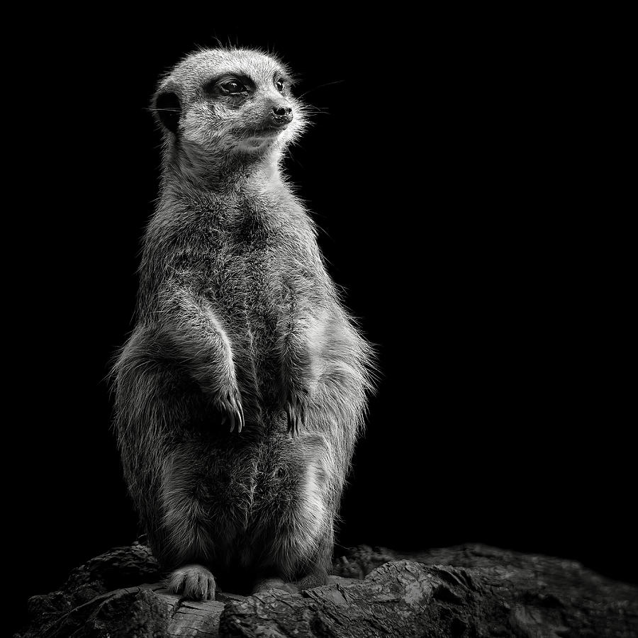 Wildlife Photograph - Meerkat by Christian Meermann