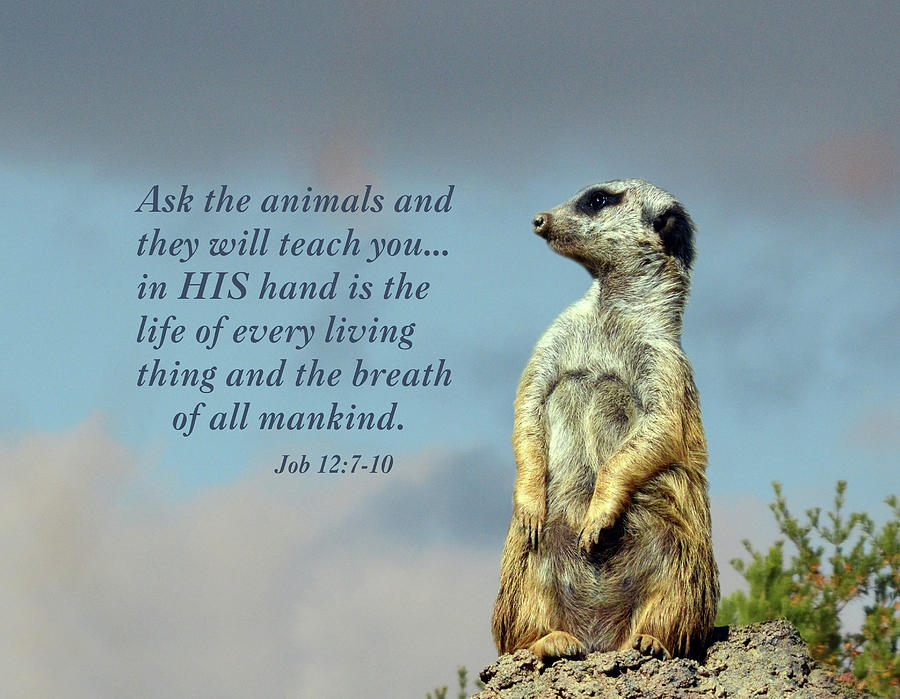 Meerkat Contemplation With Scripture Photograph by Sandi OReilly