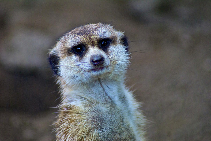 Meerkat Photograph by Donald Pash