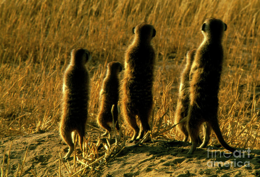 Meerkat Photograph - Meerkat Family by Peter Chadwick/science Photo Library