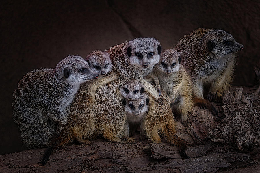 Meerkat Family Portrait Photograph by Ernest Echols