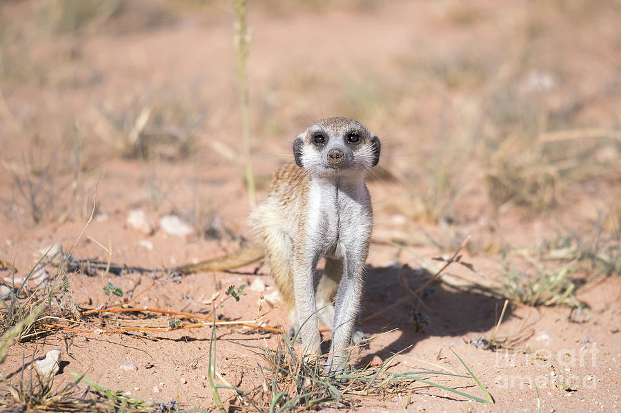 Nature Photograph - Meerkat Feeding On The Ground by Dr P. Marazzi/science Photo Library