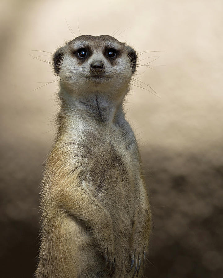 Meerkat Photograph by Jim Frazee