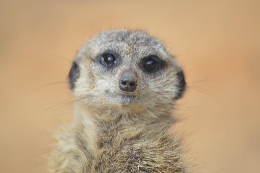 Meerkat Photograph by Lisa Burbach