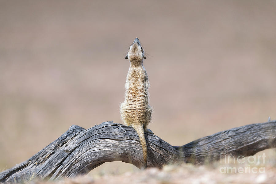 Nature Photograph - Meerkat Looking Upwards by Dr P. Marazzi/science Photo Library