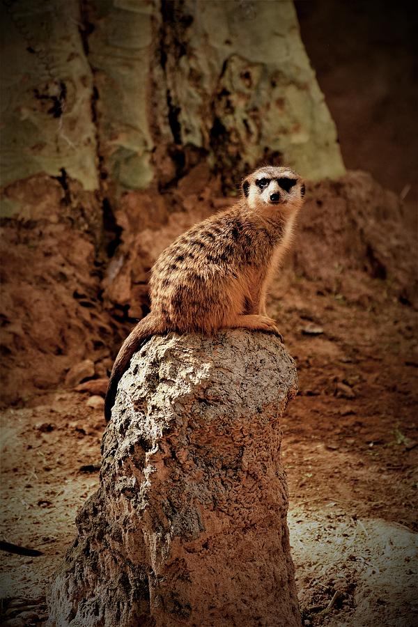 Meerkat Photograph by Lucie Dumas