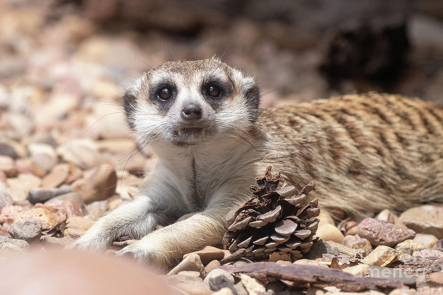 Animals Photograph - Meerkat by Nicki Hoffman Animals Photograph - Meerkat by Nicki Hoffman