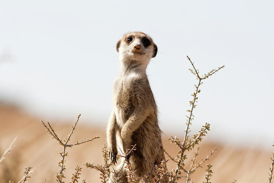 Meerkat On The Lookout Photograph by Skilpad