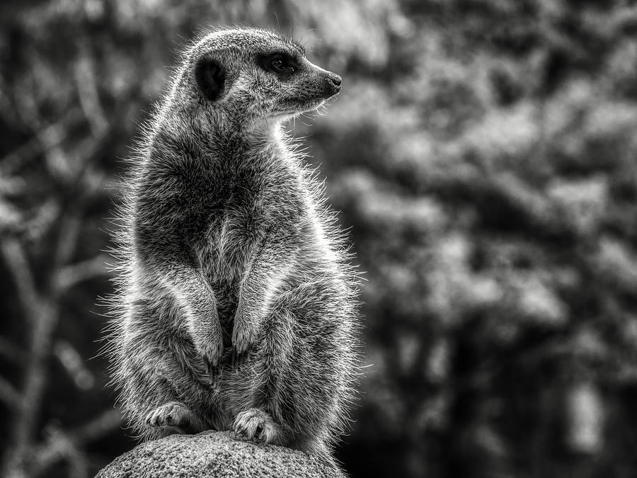 Wildlife Photograph - Meerkat by Mountain Dreams