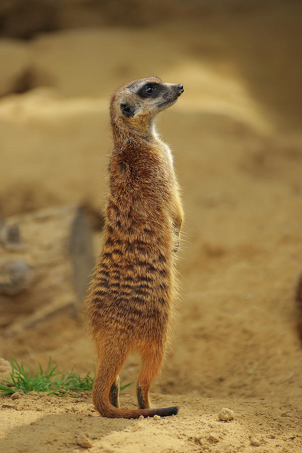 Meerkat Photograph by Raimund Linke
