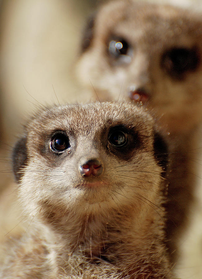 Meerkats Photograph by Kevin Button