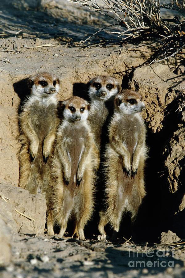Meerkat Photograph - Meerkats by Peter Chadwick/science Photo Library