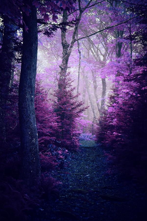 Meet Me in the Forest that Dreams Photograph by Tara Turner - Fine Art ...