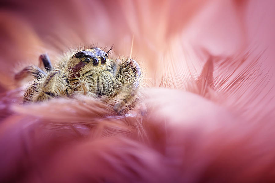 Insects Photograph - Meet Mr. Grumpy by Fauzan Maududdin