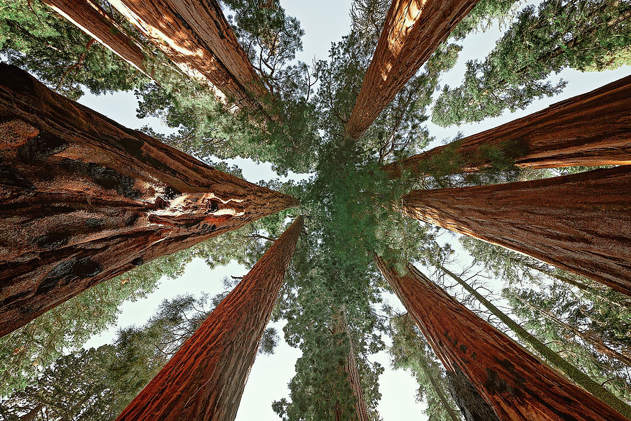 Meet The Giants Photograph By Marji Lang Pixels