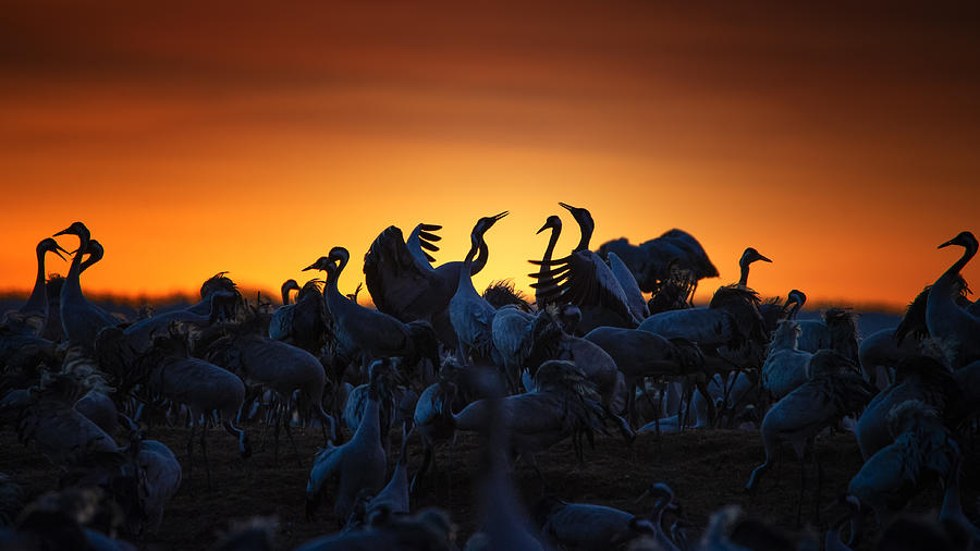 Wildlife Photograph - Meeting At Dawn by Benny Pettersson