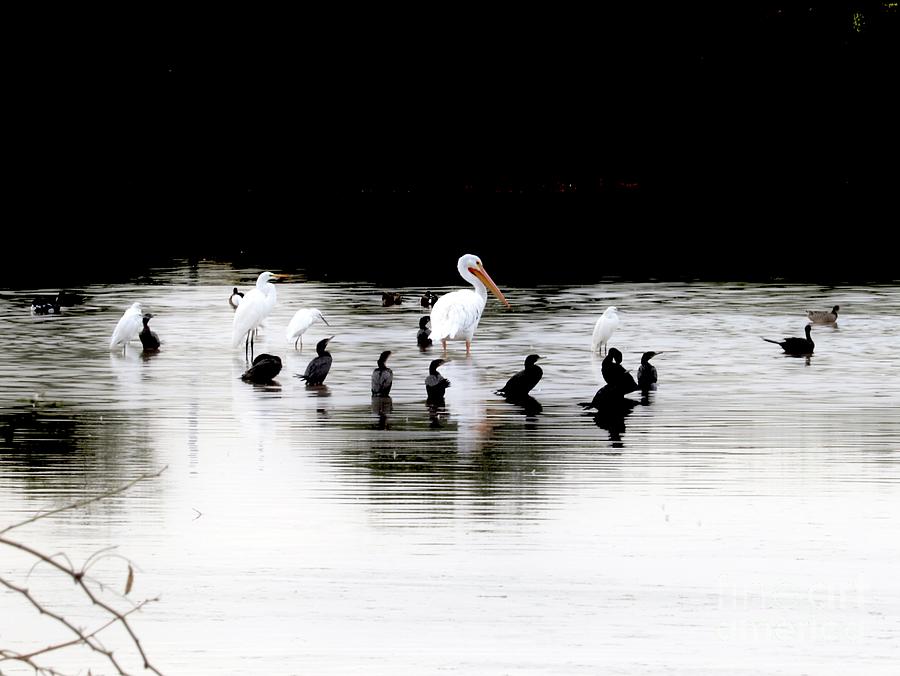 Meeting of the Birds Photograph by Brian Warnke